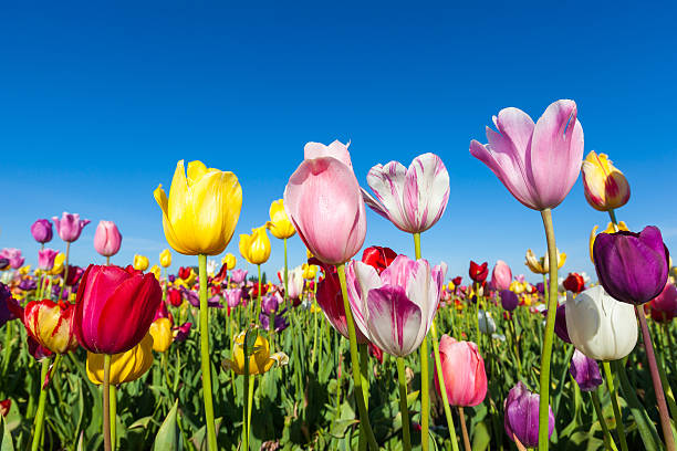 close up colorful tulips in tulip field stock photo