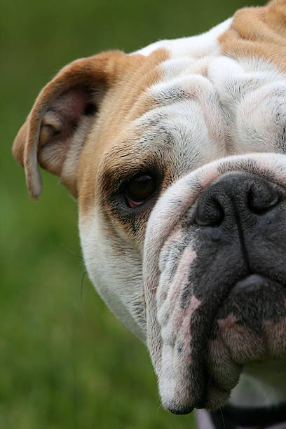 istock Bull Dog Portrait 477400672
