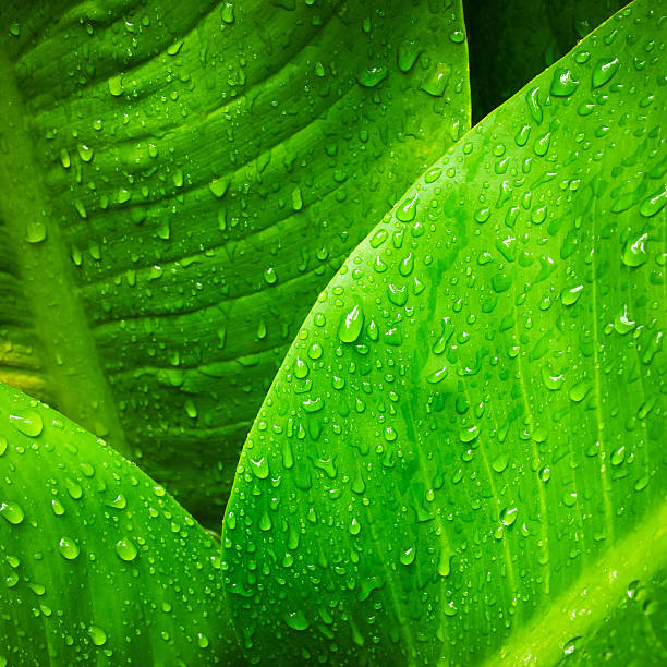 Gota de agua sobre hojas - foto de stock