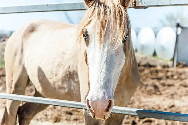 Light-brown horse on the farm, summer day