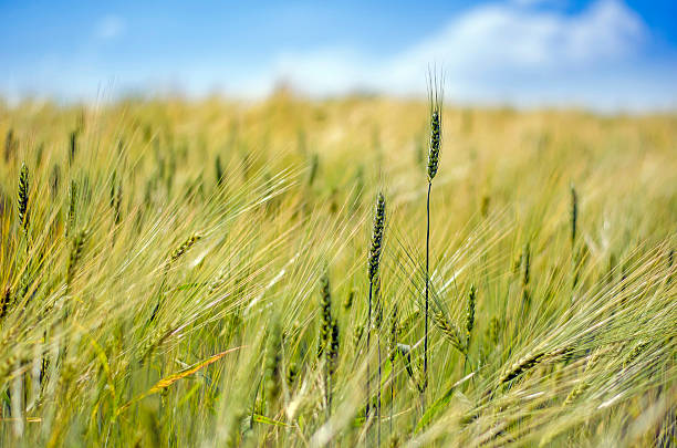 Wheat closeup stock photo