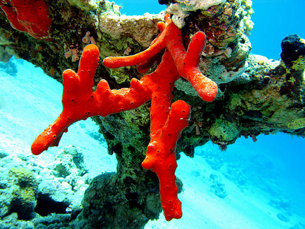 istock coral reef with  red sea sponge in tropical sea 477401547