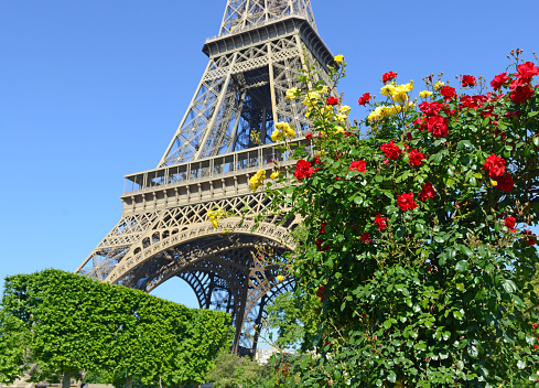 Roses with Eiffel Tower in background, Paris, France