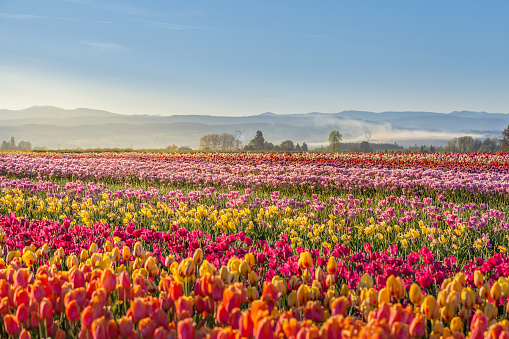 colorful tulip filed in the morning, Woodburn, Oregon.