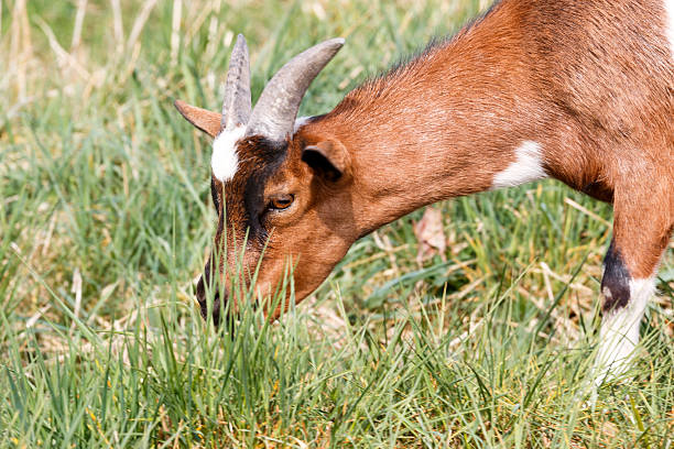 istock Close-up of eating white brown goat 477405032