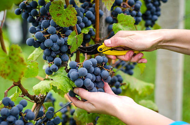 Grape harvesting stock photo