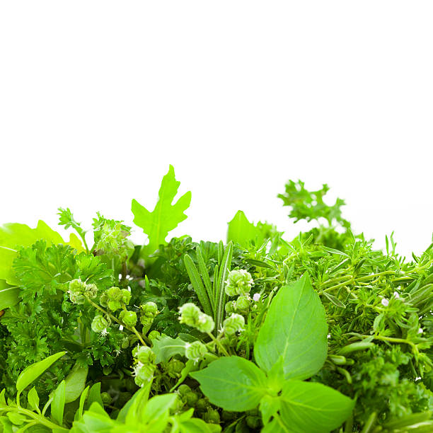 istock Border of Different Fresh Spice Herbs  over white background 477405879