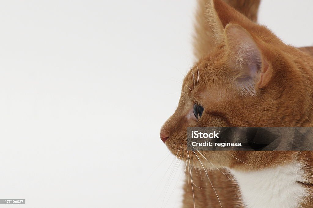 Red cat in studio Cute little young cat, curious wandering around the studio. Domestic Cat Stock Photo