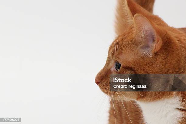 Red Cat In Studio Stock Photo - Download Image Now - Domestic Cat, Human Face, Orange Color