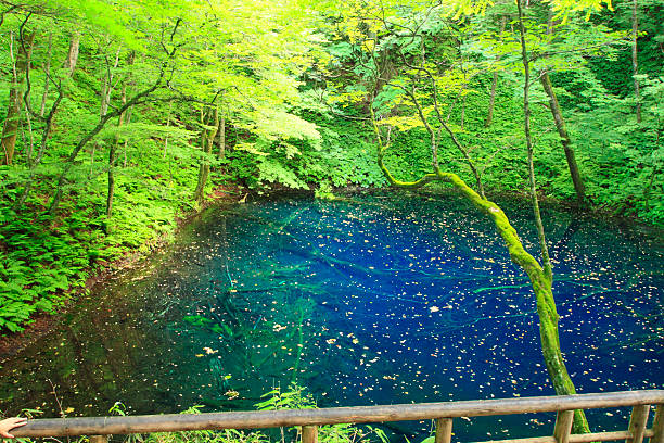istock Shirakami-Sanchi(world heritage) 477407195