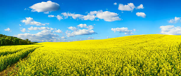 istock Vast field of blossoming rapeseed, panorama 477407572