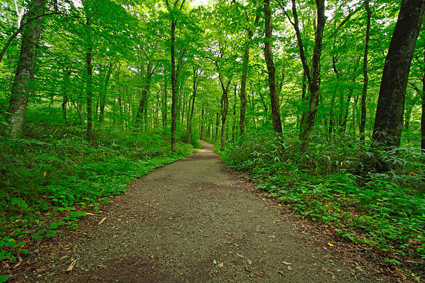 Deep Creek Trail at Great Smoky Mountains National Park
