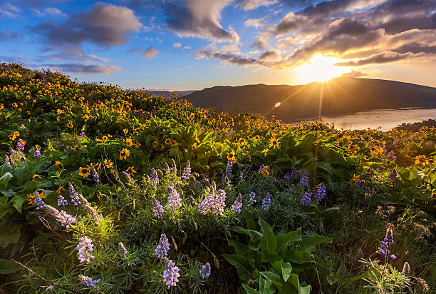 beautiful sunrise and wildflowers at rowena crest viewpoint, Oregon beautiful sunrise and wildflowers at rowena crest viewpoint, Oregon. balsam root stock pictures, royalty-free photos & images