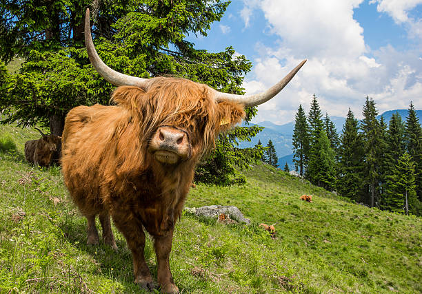 Highland Cattle In The Nocky Mountains Of Carinthia stock photo
