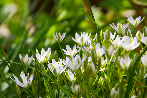 istock small shrub tender white garden flowers 477408722