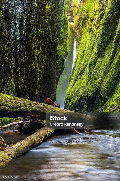 Oneonta Gorge Trail In Columbia River Gorge Oregon Stock Photo - Download Image Now