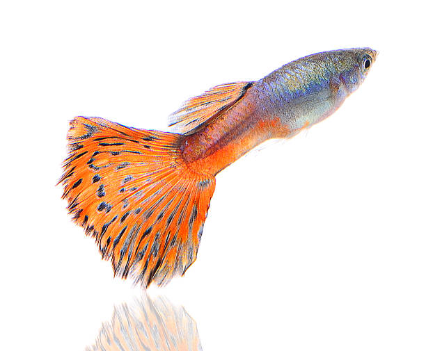 istock Beautiful Guppy Isolated on white 477409872