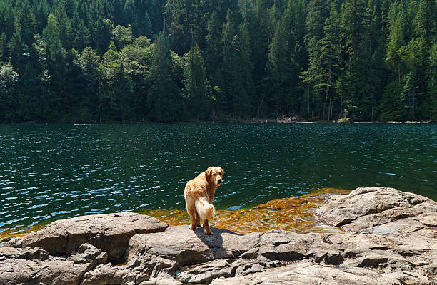 istock Golden retriever, lake and forest 477410795