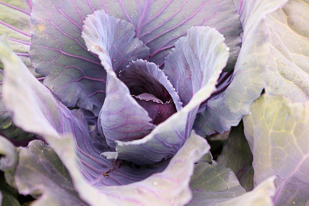 istock Purple green cabbage in the garden. 477411241