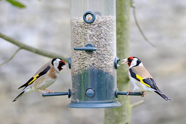 istock Pair of Goldfinch birds on a seed feeder. 477411252