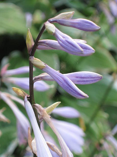 istock Close-Up Image of Purple Hosta Flowers - Vertical 477411552