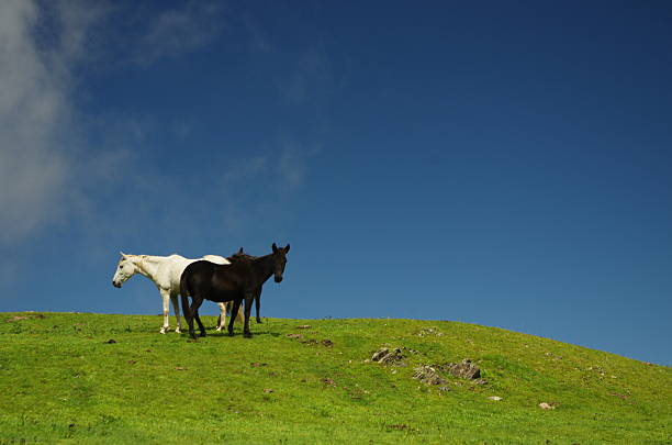 istock Black and white horses in the nature 477411582