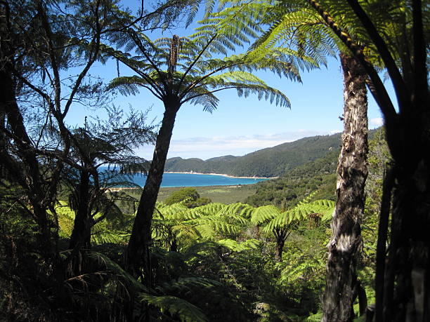 Peek-a-boo View of Bay at Abel Tasman National Park stock photo