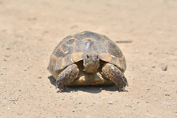 istock turtle in the grass in Dobrogea 477411744