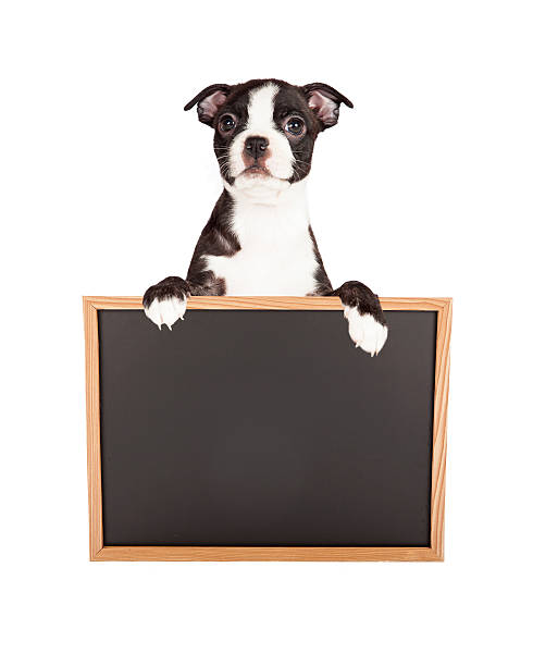 istock Boston Terrier Puppy Holding Blank Chalkboard 477411752