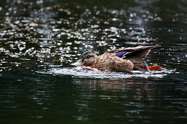 Mallard Duckling splashing on the lake stock photo