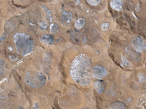 Well preserved clam fossils embedded in rock.