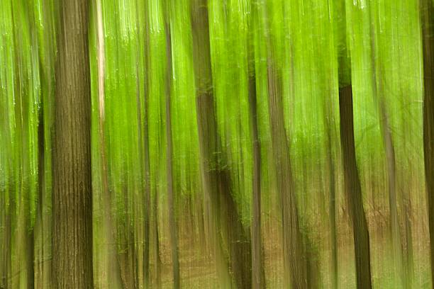 istock Abstract panning view of forest 477412381