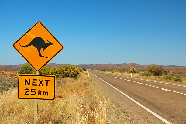istock Kangaroos on the road 477412704