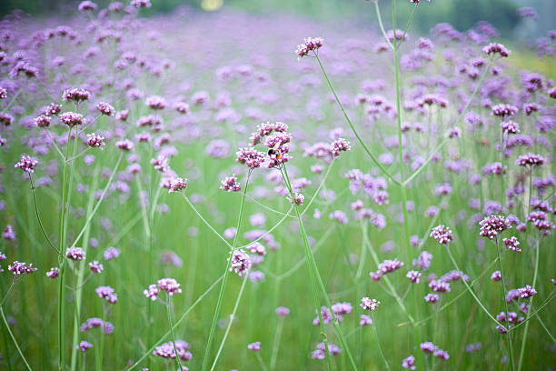 istock verbena flower background 477412756