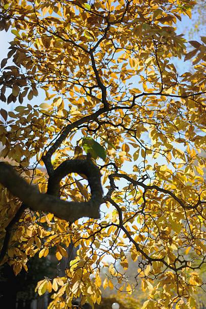 Tree Branch with Orange Leaves and Sunlight stock photo