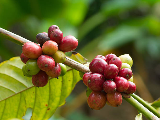 café ramas de árbol - kona coffee fotografías e imágenes de stock