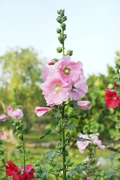 light pink hollyhock flower with water drop on nature blur background