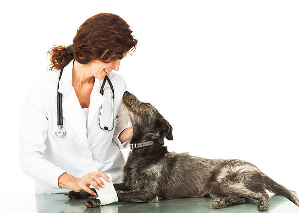 istock Injured Dog Looking Up at Caring Veterinarian 477413496