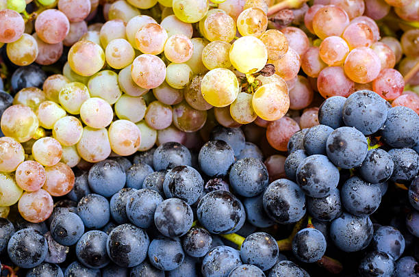 Blue and white grape clusters stock photo