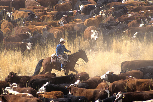 A cowboy on a horse surrounded by livestock during a cattle drive