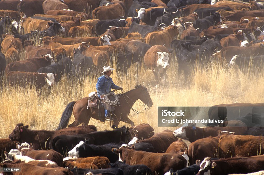 Cowboy on Horse During Cattle Roundup - Royalty-free Sığırlar Stok görsel