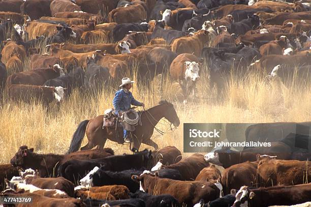 Cowboy On Horse During Cattle Roundup Stok Fotoğraflar & Sığırlar‘nin Daha Fazla Resimleri - Sığırlar, Kovboy, Amerikan çiftliği