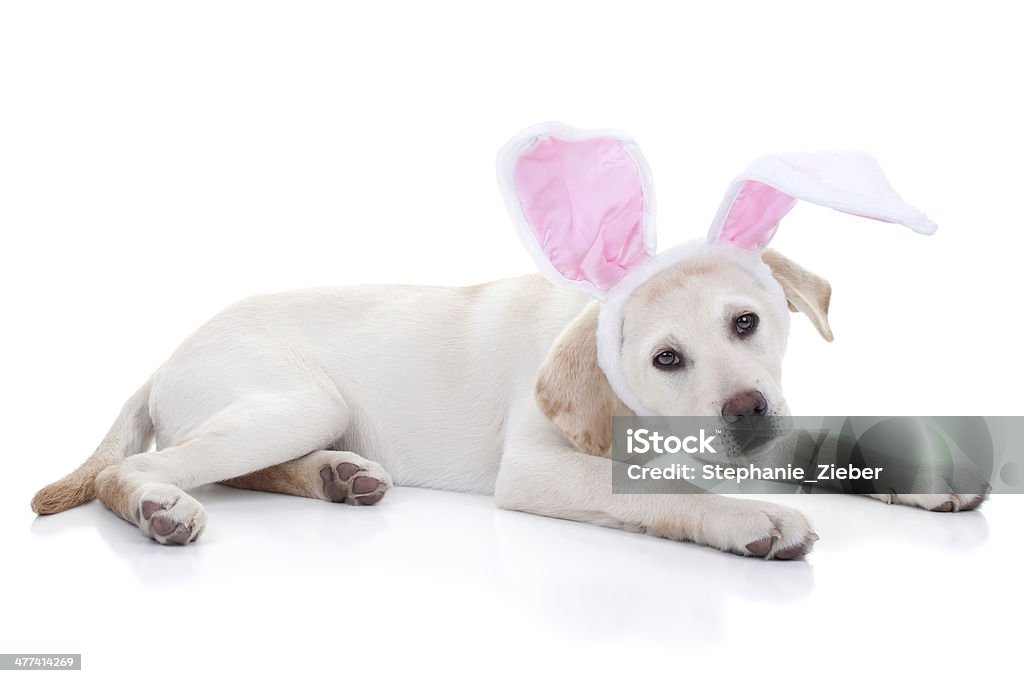 Easter Bunny Easter bunny Labrador puppy dog in bunny ears on white Costume Rabbit Ears Stock Photo