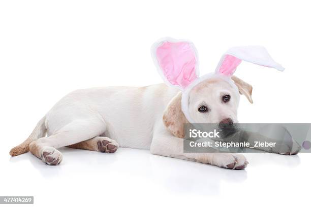 Easter Bunny Stock Photo - Download Image Now - Costume Rabbit Ears, Dog, Animal
