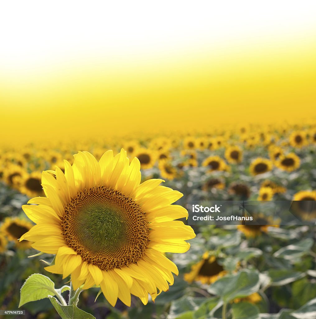 Sunflower Sunflower as background Agricultural Field Stock Photo