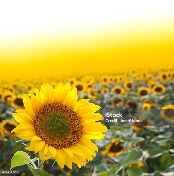 Sunflower Stock Photo - Download Image Now - Agricultural Field, Beauty In Nature, Bright