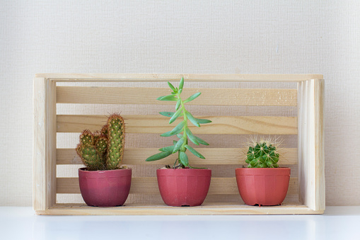 Three small potted cactus plants in a wooden box