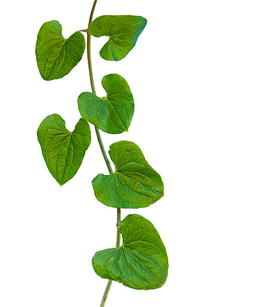 istock Close up of vine 477417403