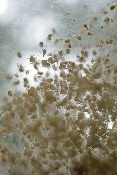 istock Just hatched garden spiders in their web nest- close-up 477417588