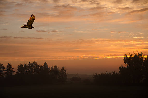istock Swainson's hawk flying in a summer sunrise 477417596